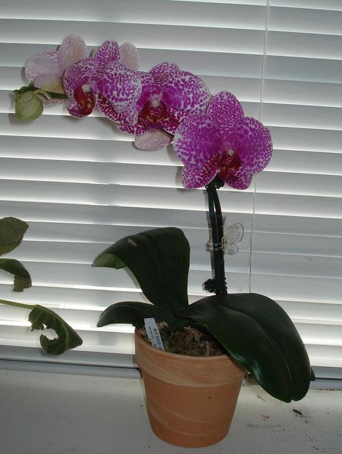 orchid.JPG